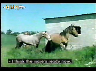 Animal Sex Mix Farm Sex (horse, Dog, Chicken, Donkey) 15'45 (part 1)