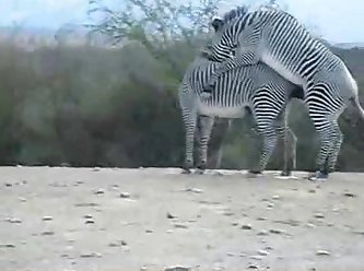 Zebra Climax Deshaked