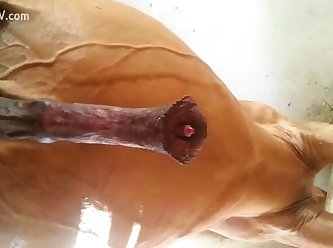 Hot Slut Playing With Cock Of Horse