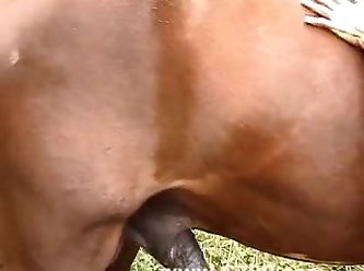 Each Were Jacking Their Pricks As They Looked Down At Horse Addicted Teen As She Lay On Her Back Together With Her Pussy