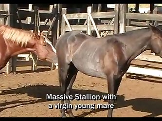 Massive Stallion Breeding 33 кінь