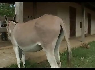 Breeding Donkey Jack