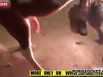 Dog Horse And Pig Fuck This Human Sperm Bucket Pornsocket 1
