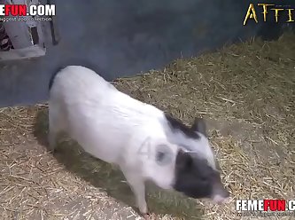 Bestiality Xxx Pussy Penetration Is Pleasurable For Pet Pig Lover Xxx Femefun 1