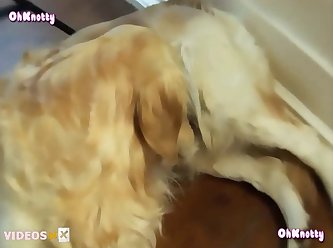 The Dog Was On Her In Seconds Soon She Was Finally Enjoying Her First Organism Of The Day