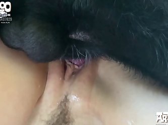 Xx X Dog Horse Animal