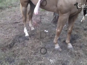 She Continued Her Work And Managed To Get Finished Early And Took Dog Out For Another Walk Where His Closeness And Need For Mommy's Attention Continued