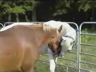Stallion Cums Over Guy