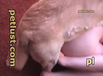 Yellow Lab Rides Rough P119 Petlust