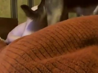 Dog Gets Him Good