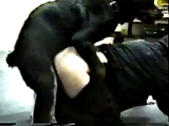 Zoofilia Perro Negro Caliente
