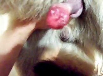 Cb German Shep Knot