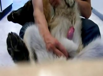 Jerking A German Sheperd