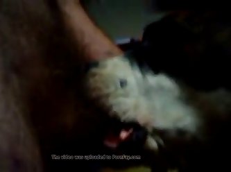 Pitbull Blowjob