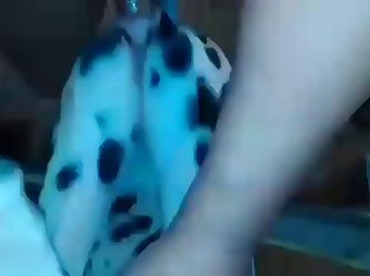 Fucking A Dalmatian And Husky