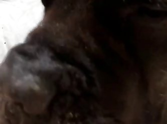 Girl Gets Licked By Three Dogs