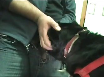 Black Lab Swallows A Load