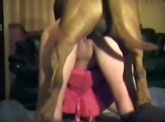 Gay Pitbull Porn
