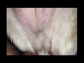 Girl And Dog Sex Stories