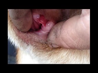 Dog Licks Anus