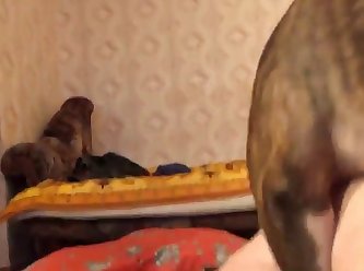 Cum In Dog Pussy