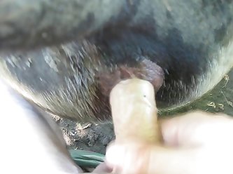 K9 Cum