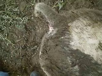 Dog Licked My Dick