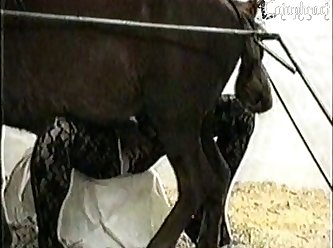 Horse Dildo Gay Porn
