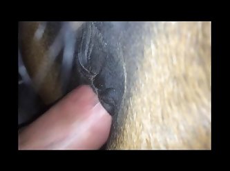 Art Of Zoo Dogs