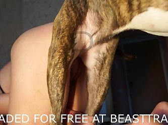 Anal Dog Sex