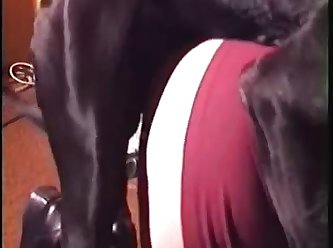 Animal Porn Discord