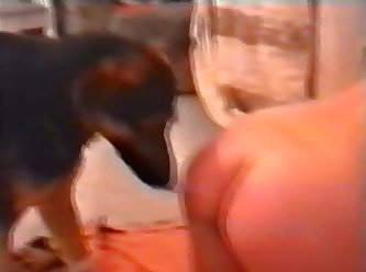 Animal Anime Porn