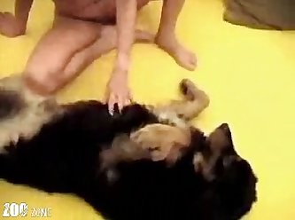 Gay Porn Animal