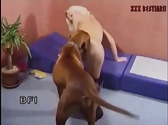 Arthur Animal Gay Porn