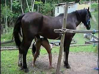 Asain Animal Porn