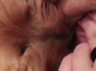 Animal Cat Sex Porn