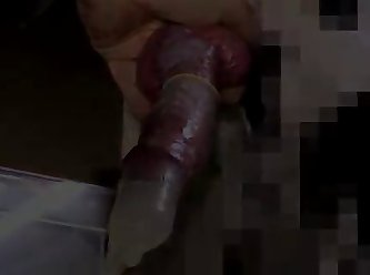 Girls And Animal Porn
