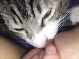 Animal Crazy Porn