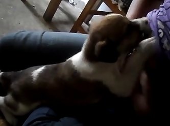 Animal Sex Cartoon Porn