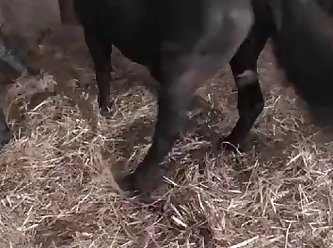 Animal Scat Porn Videos