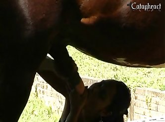 Porn Animal Sexx
