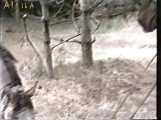 Sex Scenes In Animal Movie Porn