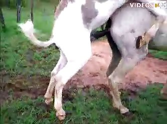 Animal Porn Bideos