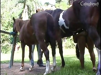 Porn Video Animal Hd