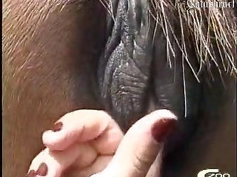 Animal Crossing Porn Ankha Video