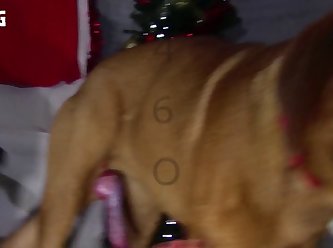 Animal Sex Fun Porn