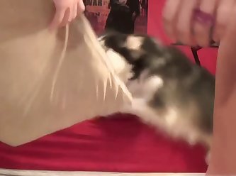 Animal Porn Puppy