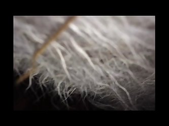 Sex Animal Porn Video