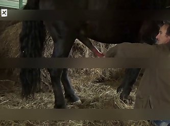 Animal Croossing Porn