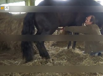 Free Men Animal Porn